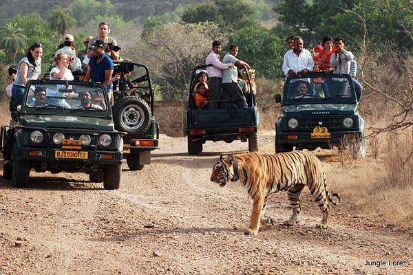 India Tiger Safari and Royal Cities