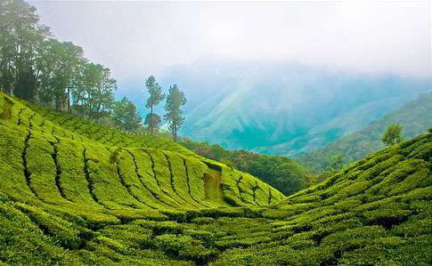 Majestic Kerala Hill Tour